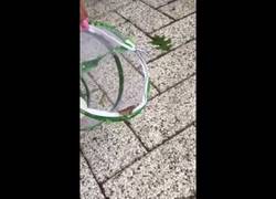 Enlace a Parecía ser feliz la liberación de esta mariposa hasta que ocurre lo siguiente...