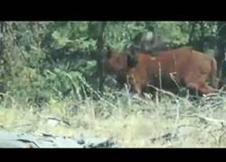 Enlace a Este oso se encuentra a una vaca por el campo y se la come entera :O