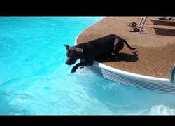 Enlace a La primera experiencia de un pitbull en una piscina