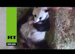 Enlace a No vas a ver nada más bonito que esta osa panda cuidando a sus bebés recién nacidos