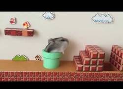 Enlace a Porque los hamsters también merecen jugar al Mario Bros