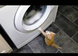 Enlace a Los gatitos se vuelven locos con las lavadoras