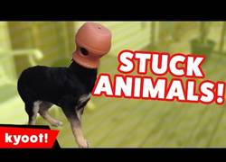 Enlace a Esos momentos de locura de nuestros animales