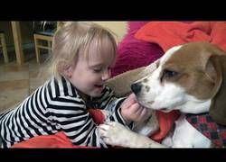 Enlace a Es por esto que los beagles son el perfecto animal de familia