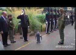 Enlace a Nils Olav, el pingüino que pasa revista a la guardia real de Noruega