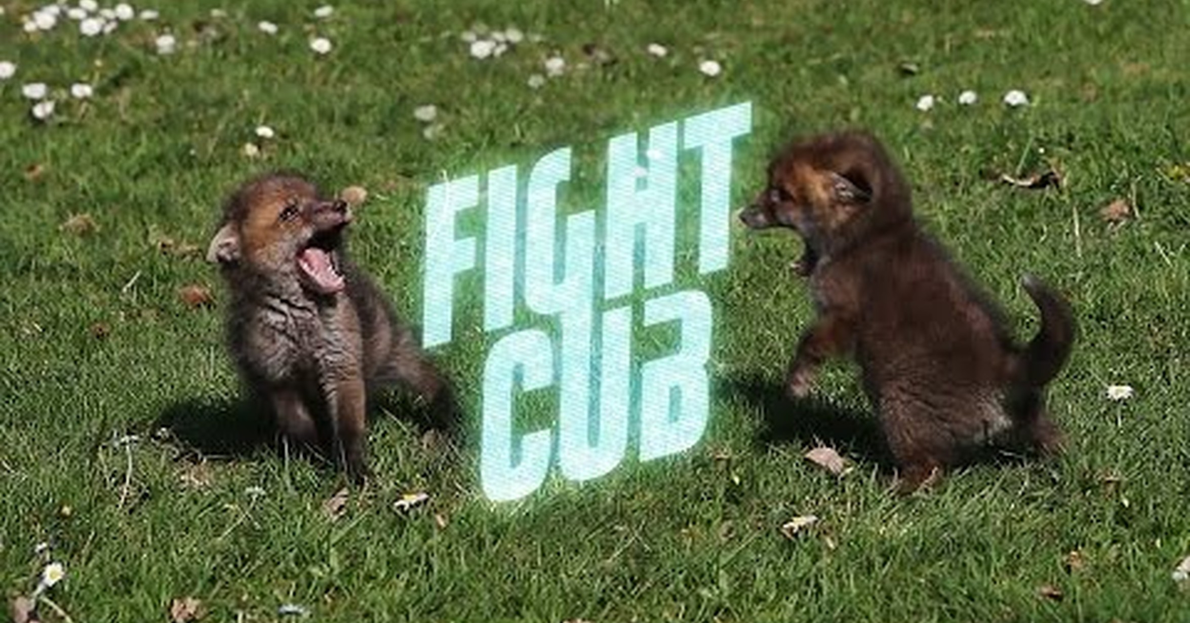 No tengo tele! / El club de la lucha también está instaurado en el mundo  animal