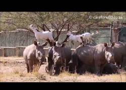 Enlace a Las cabras y su obsesión de saltar por encima de rinocerontes