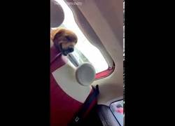 Enlace a El perro que se asusta al ver el limpiaparabrisas