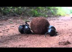 Enlace a El escarabajo pelotero haciendo de las suyas