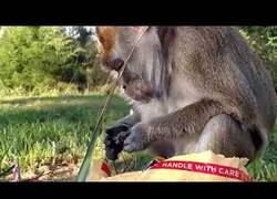 Enlace a Este mono es demasiado goloso y no compartirá nada con su amiga cabra