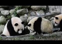 Enlace a Esta madre de bebé panda presiona a sus hijos para darse un baño