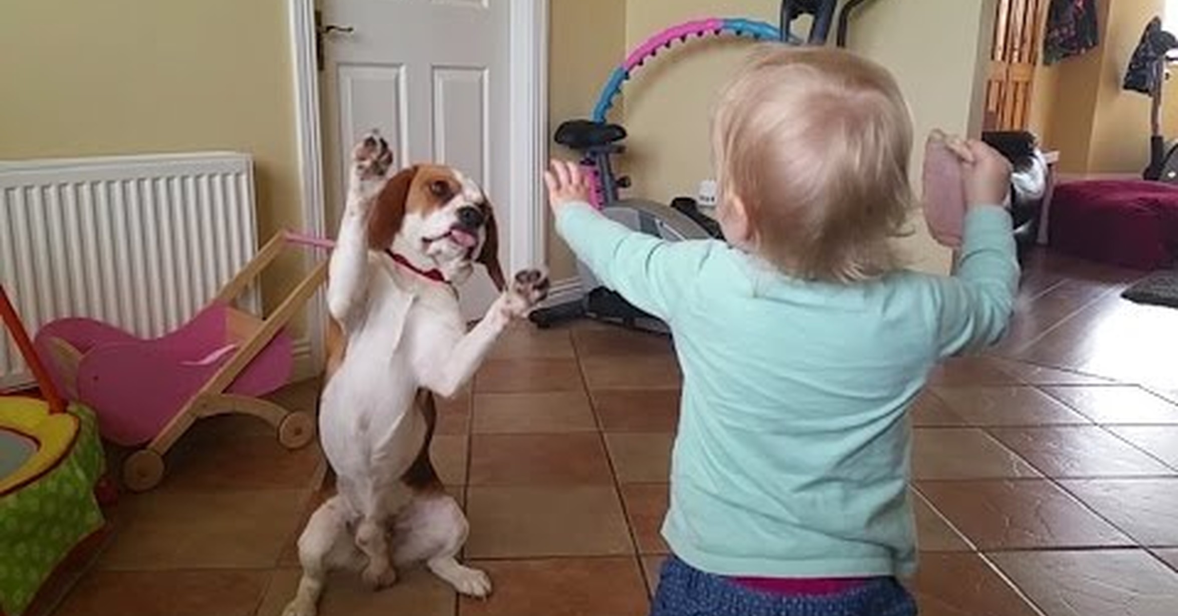 Собака хочет мальчика