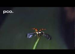 Enlace a Como una mariquita alza el vuelo a cámara SÚPER lenta