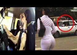 Enlace a El vídeo que te hará llorar sobre la fidelidad de los perros