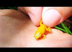 Enlace a Estas pequeñas criaturas podrían matarte en cuestión de minutos