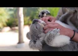 Enlace a El Koala que tiene complejo de oso amoroso