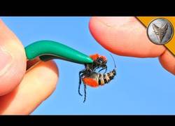 Enlace a Experimenta una de las picaduras de abeja más dolorosa de todas