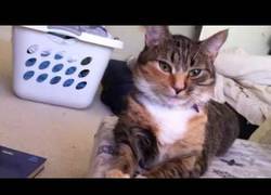 Enlace a Este gato no se ha enterado que hay que madrugar