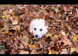 Enlace a El otoño es la estación que más les gusta a estos perros