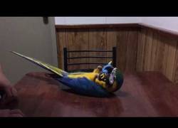 Enlace a La adorable forma de jugar de este loro con su nuevo juguete