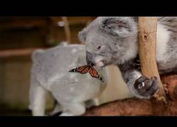 Enlace a La mariposa y el koala que se hicieron amigos
