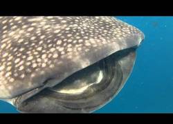 Enlace a Este tiburón ballena campando a sus anchas en el basto océano