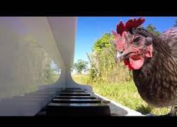 Enlace a Las gallinas también pueden tocar el piano