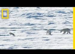 Enlace a Los osos polares pasan al canibalismo por falta de alimento por el deshielo