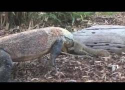 Enlace a Este enorme dragón de Komodo se merienda una ardilla en el Zoo de San Diego