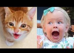 Enlace a La prueba de que los gatos son como niños pequeños