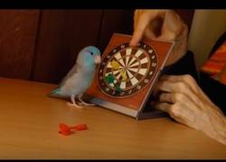 Enlace a Los pajaritos también pueden jugar a los dardos... a su manera