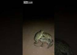 Enlace a Festival entre ranas