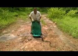 Enlace a El encantador de serpientes que libera a 285 a la vez