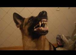 Enlace a Un perro muy obediente... y muy cabreado