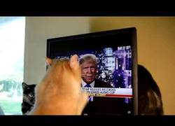 Enlace a Este gato se vuelve loco cuando ve por la TV a Donald Trump