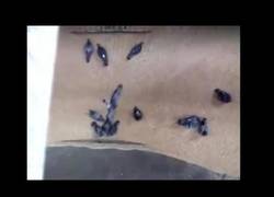 Enlace a Este molino tritura a varias palomas mientras se procesa el grano