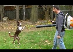 Enlace a Los perros se vuelven locos con los sopladores de hojas