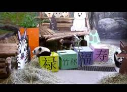 Enlace a Así ha sido la evolución de dos pandas desde su nacimiento en el Zoo de Toronto