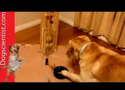 Enlace a Este labrador usa un sistema de polea para recoger su pelota