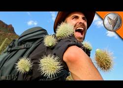 Enlace a El dolor que se siente cuando deben arrancarte varios cactus pegados a tu cuerpo