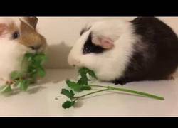 Enlace a La increíble carrera de dos conejillos de indias comiendo perejil