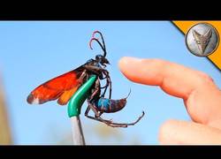 Enlace a Esta es la dolorosa reacción cuando te pica una avispa tarántula