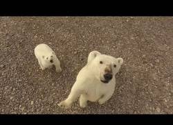 Enlace a Cuandro eres un oso polar y te da por cotillear un drone que sobrevuela encima tuyo