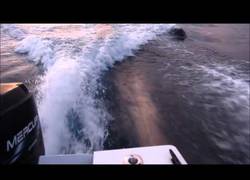 Enlace a Esta orca empieza a perseguir una lancha con adolescentes