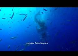 Enlace a El terrible ataque de un enorme tiburón blanco a una jaula bajo el mar