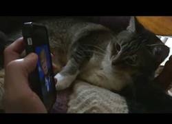 Enlace a El gato que odia a Donald Trump