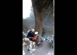 Enlace a Cuando la lías bien parda al talar un árbol