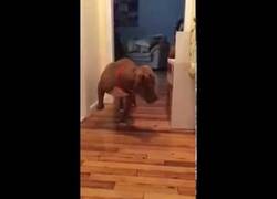 Enlace a La actitud de este pitbull para no despertar al gato te dejará a cuadros