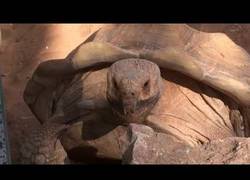 Enlace a El señor tortuga que no deja de decir 