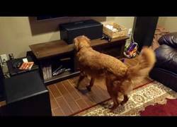 Enlace a El perro más emocionado por la victoria de los Cubs en el béisbol